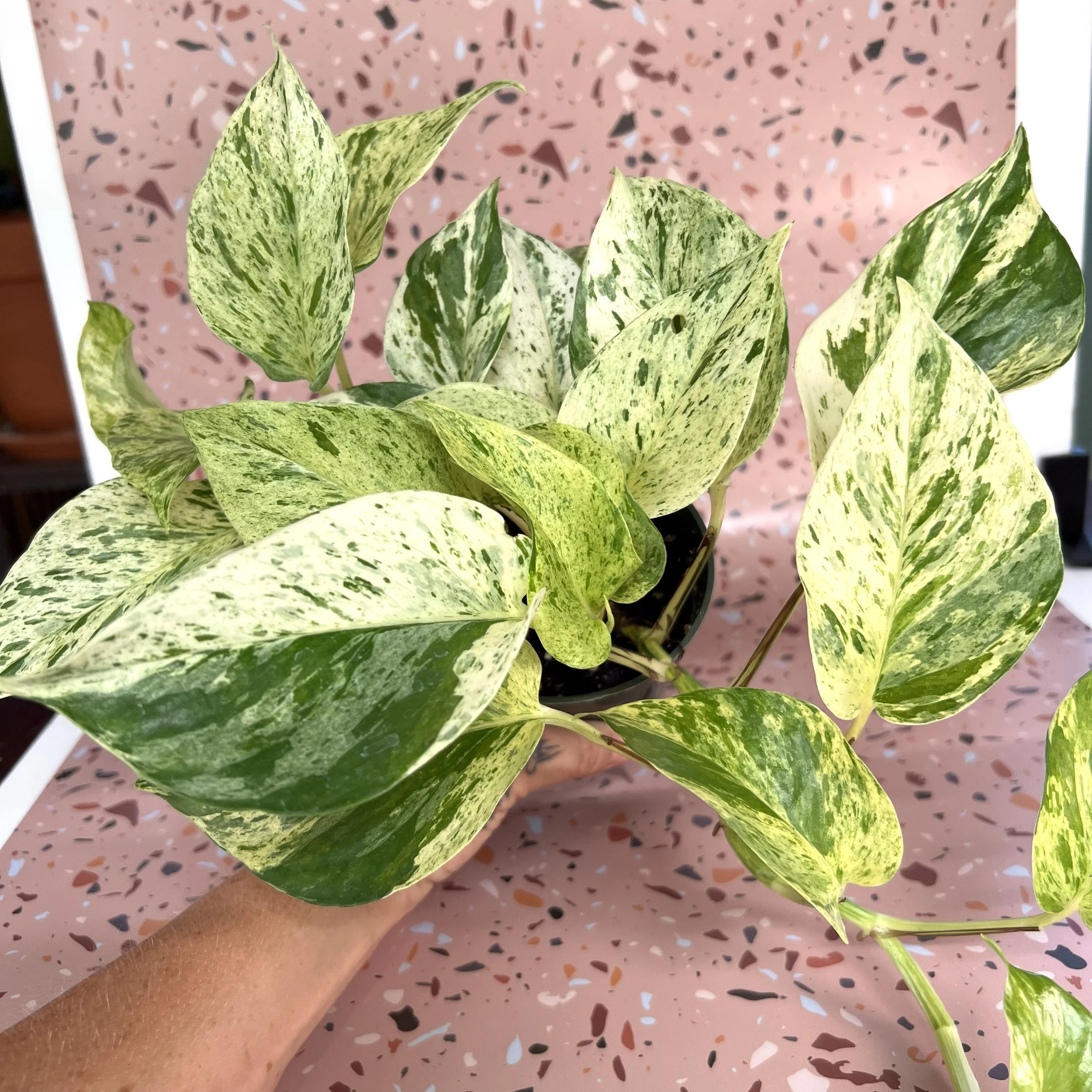 Snow Queen Philodendron — Pal's Plants Etc